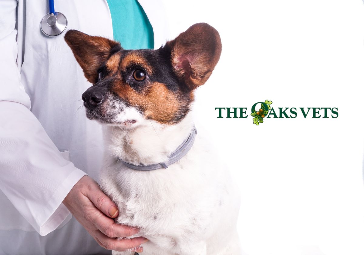 The Oaks Vets